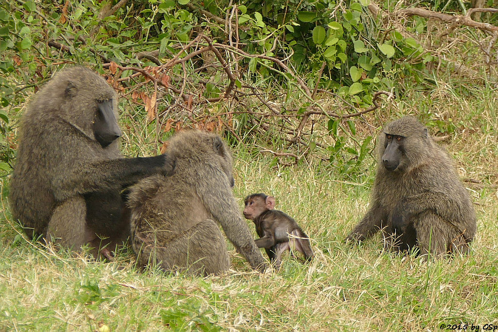 Anubis- (Grüner) Pavian (Anubis Baboon/Olive Baboon)