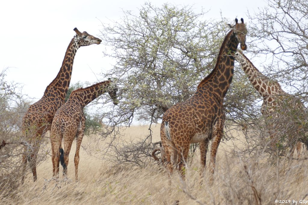 Massai-Giraffe