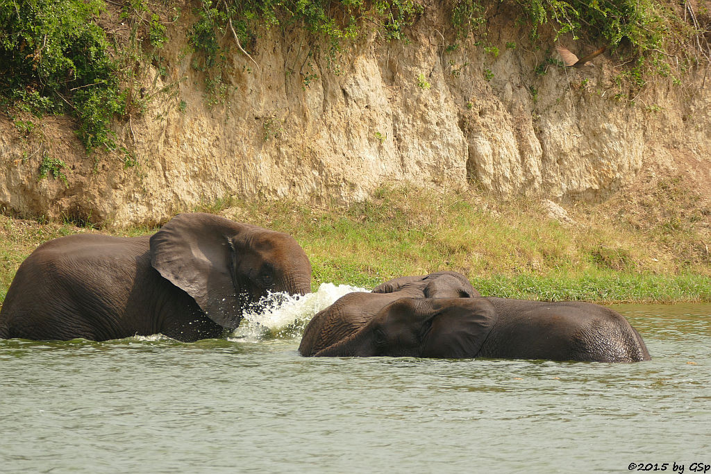 Afrikanischer Elefant (African Elephant)