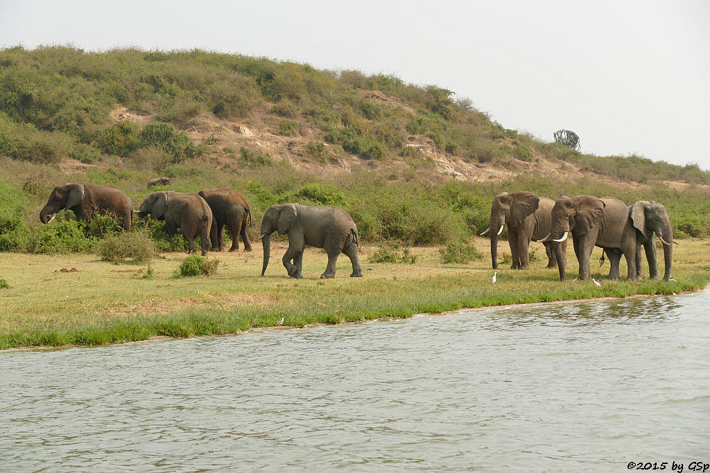 Afrikanischer Elefant (African Elephant)