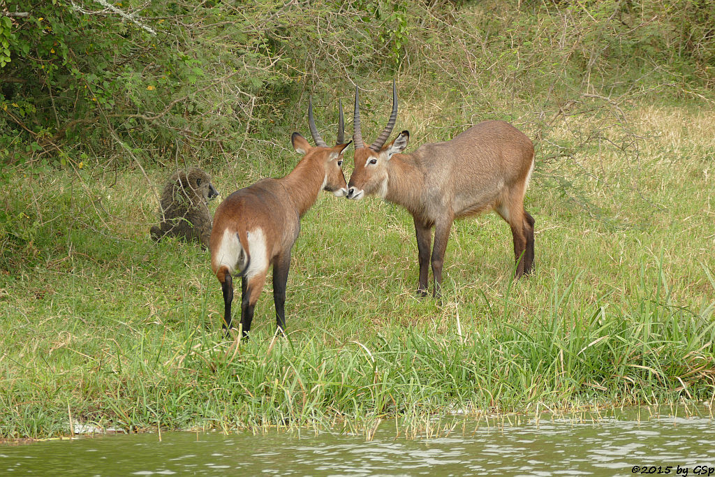 Defassa-Wasserbock, Anubis- (Grüner) Pavian (Waterbuck, Anubis Baboon/Olive Baboon)