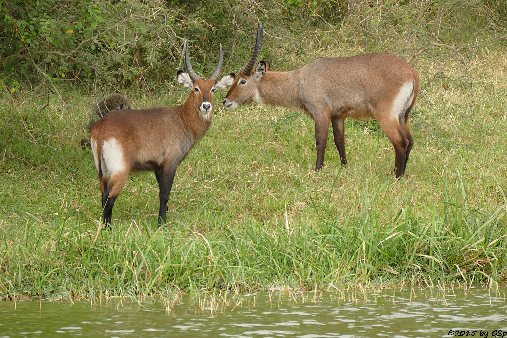 Defassa-Wasserbock, Anubis- (Grüner) Pavian (Waterbuck, Anubis Baboon/Olive Baboon)