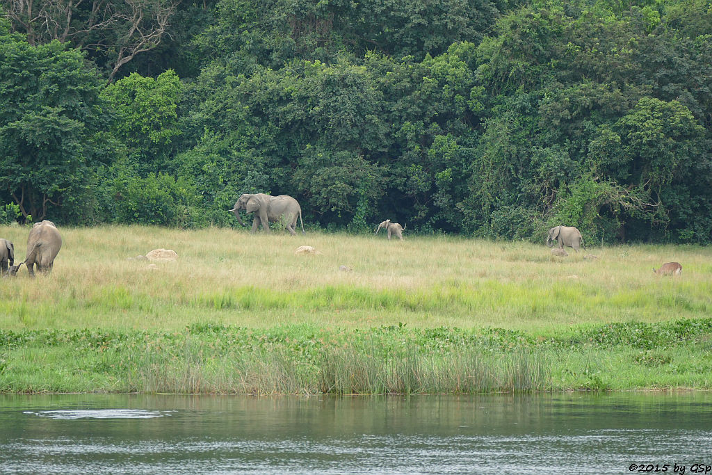 Afrikanischer Elefant, Defassa-Wasserbock (African Elephant, Waterbuck)