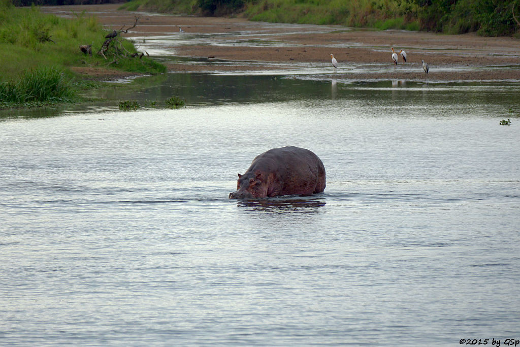 Nilpferd, Nimmersatt  (Hippopotamus/Hippo, Yellow-billed Stork)