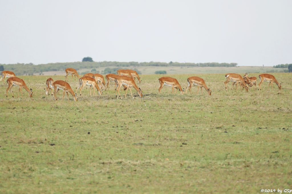 Gewöhnliche Impala (Schwarzfersenantilope)