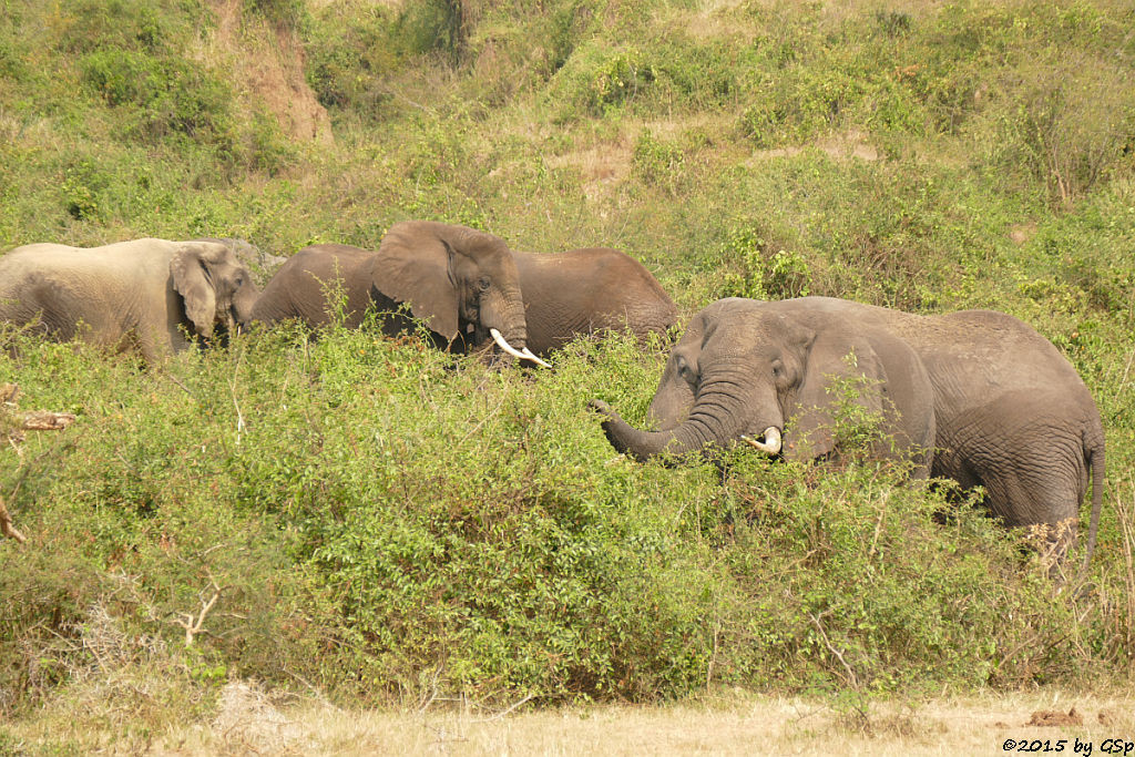 Afrikanischer Elefant (African Elephant)