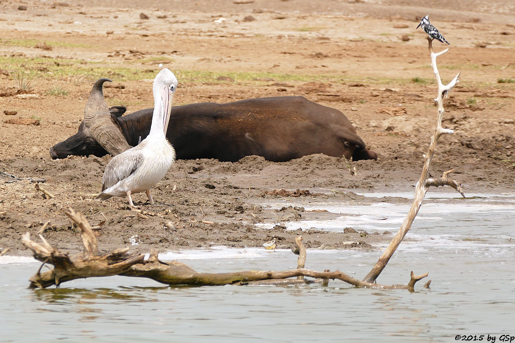 Rötelpelikan, Kaffernbüffel, Graufischer (pink-backed pelikan, Buffalo, Pied Kingfisher)