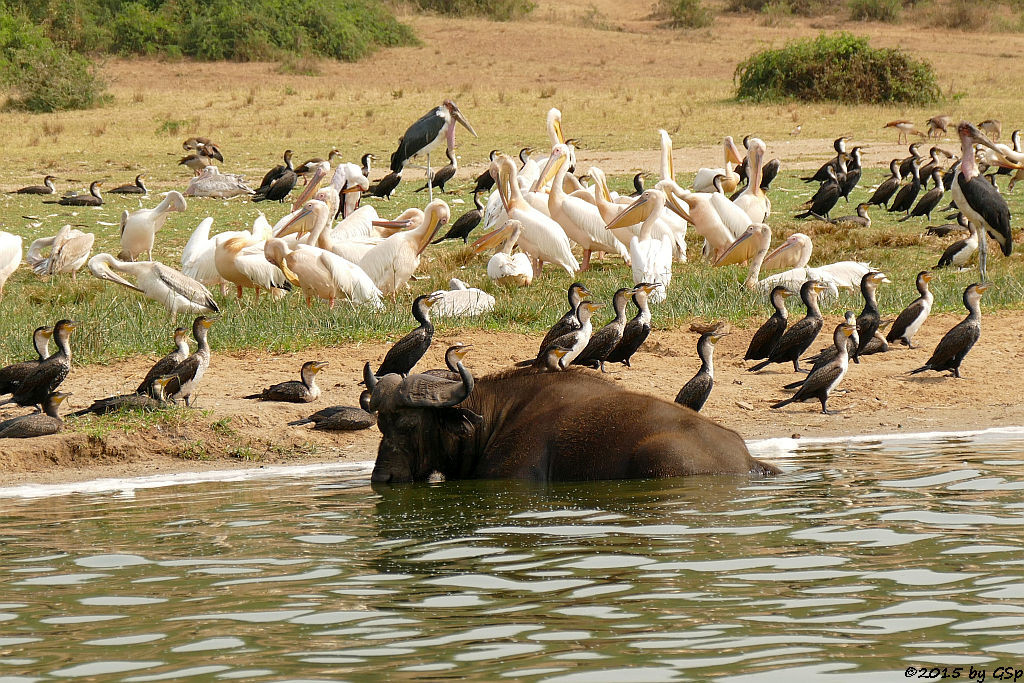 Kaffernbüffel, Weißbauchkormoran, Rosapelikan, Marabu, Nimmersatt (Buffalo, Greater (white-breasted) Cormorant, Great white pelican, Marabou Stork, Yellow-billed Stork))