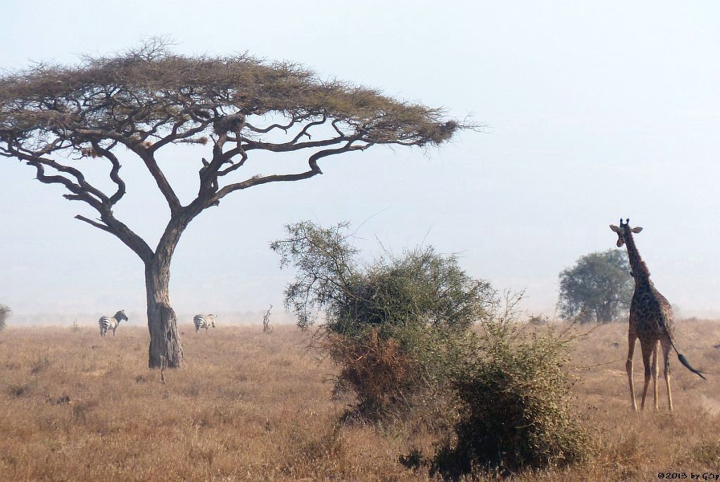 Böhm-Steppenzebra, Massaigiraffe