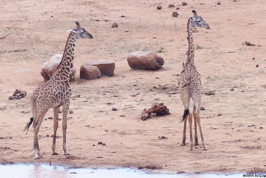 Massa-Giraffe