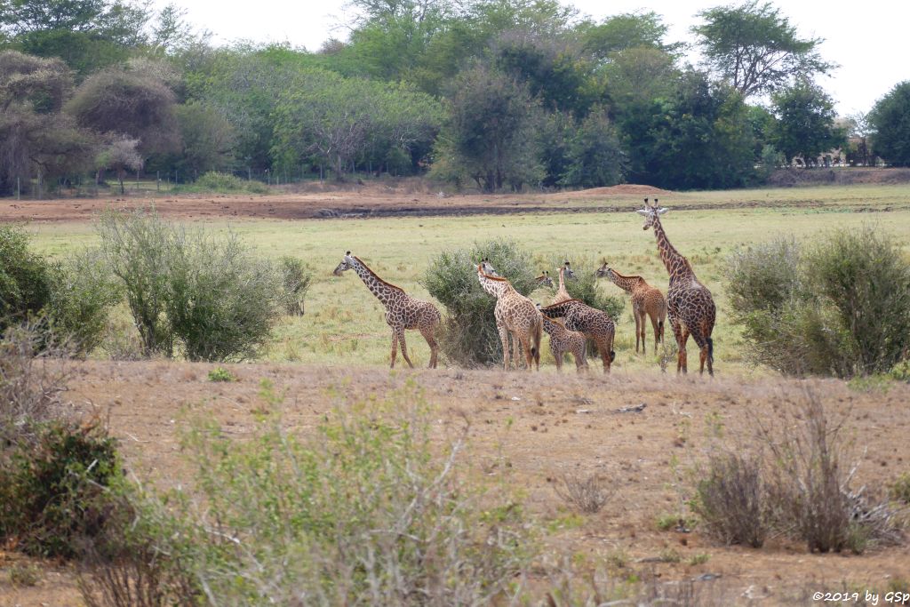 Massai-Giraffe