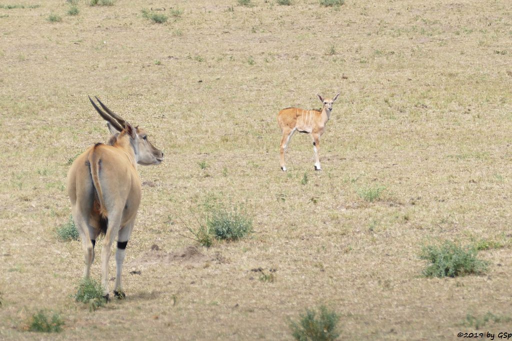 Ostafrikanische Elenantilope