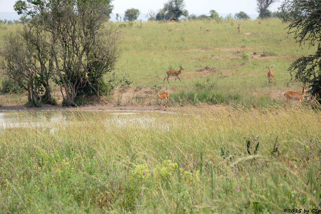 Uganda-Grasantilope/Kuhreiher(Ugandan kob, Cattle Ibis)