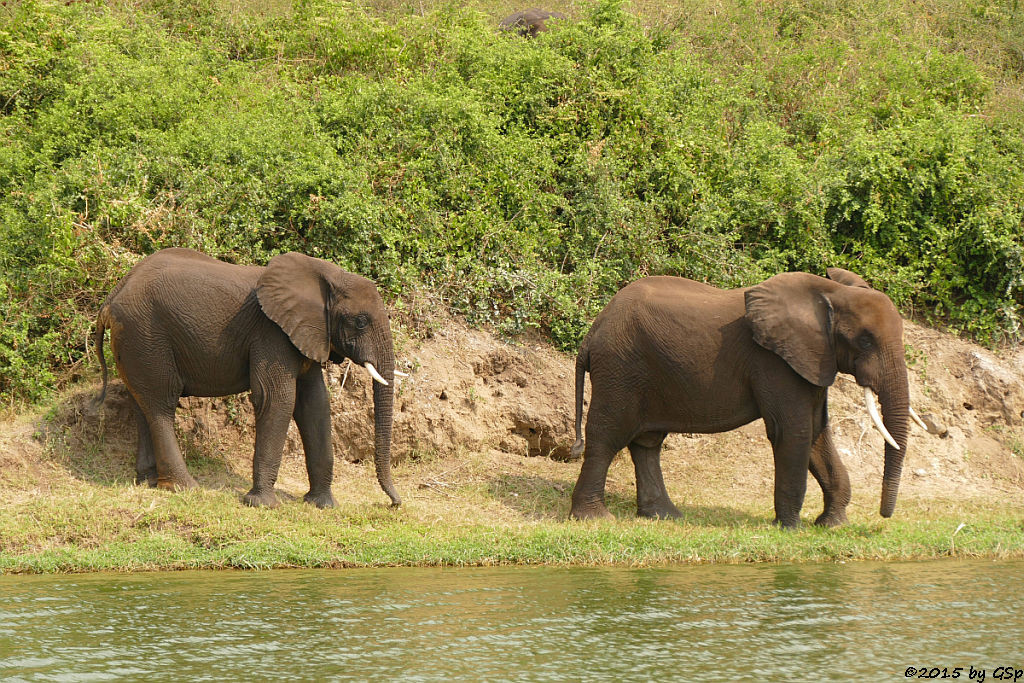 Afrikanischer Elefant (African Elephant)