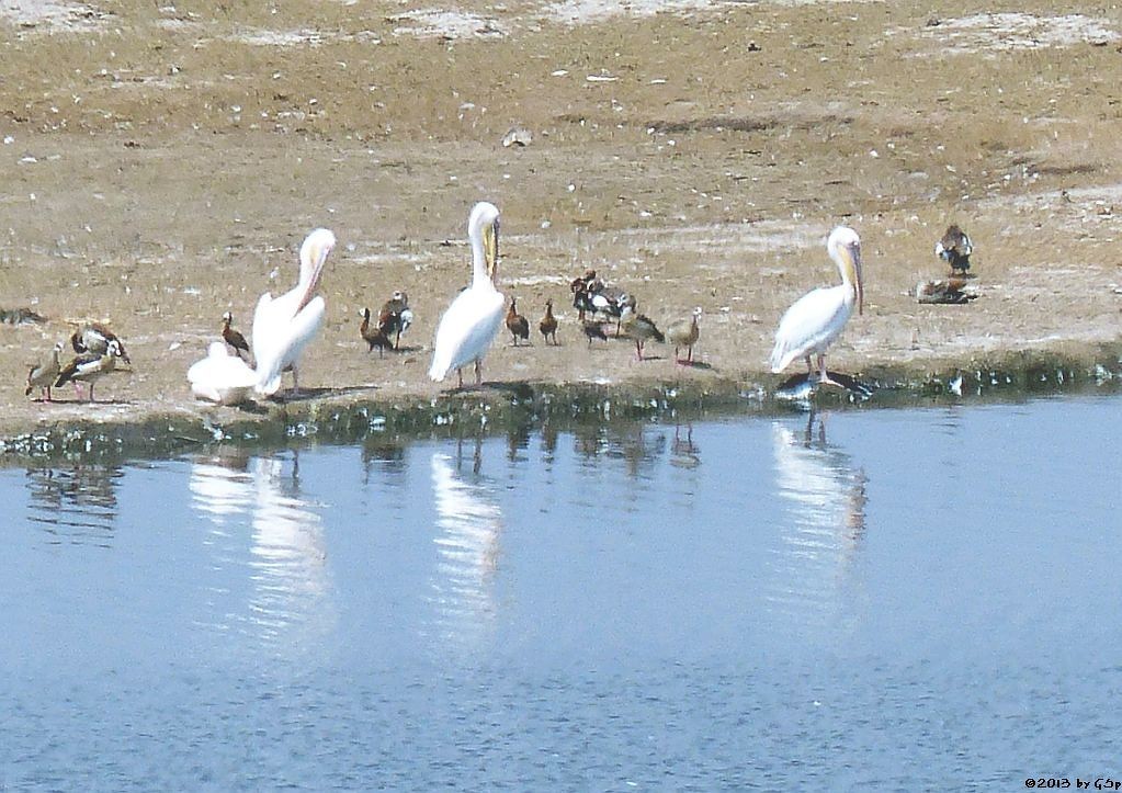 Nilgans, Rosapelikan