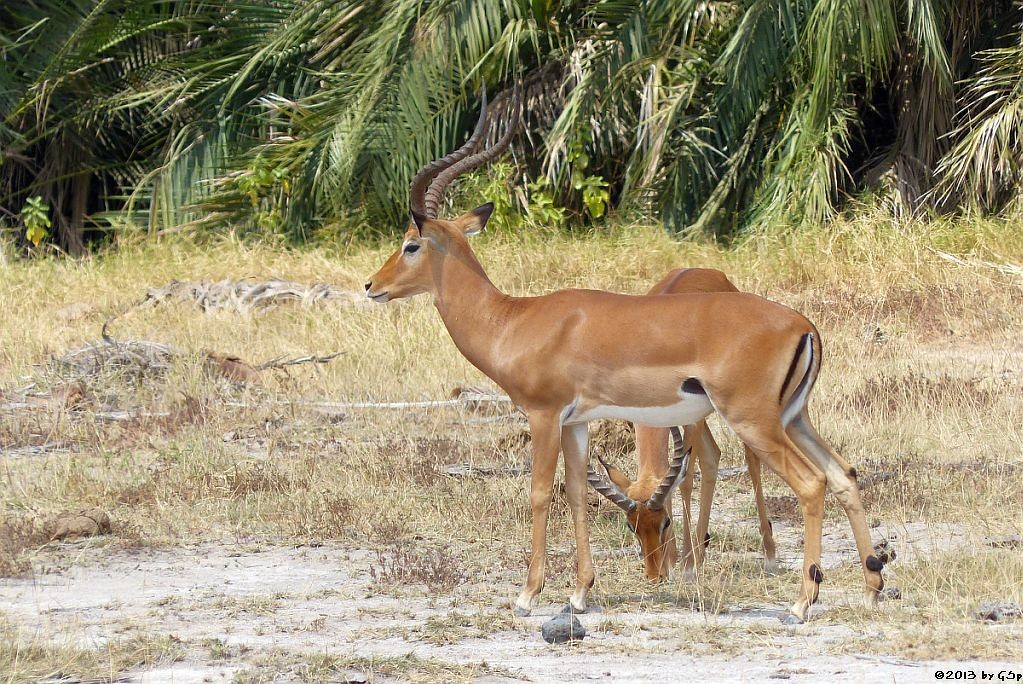 Impala