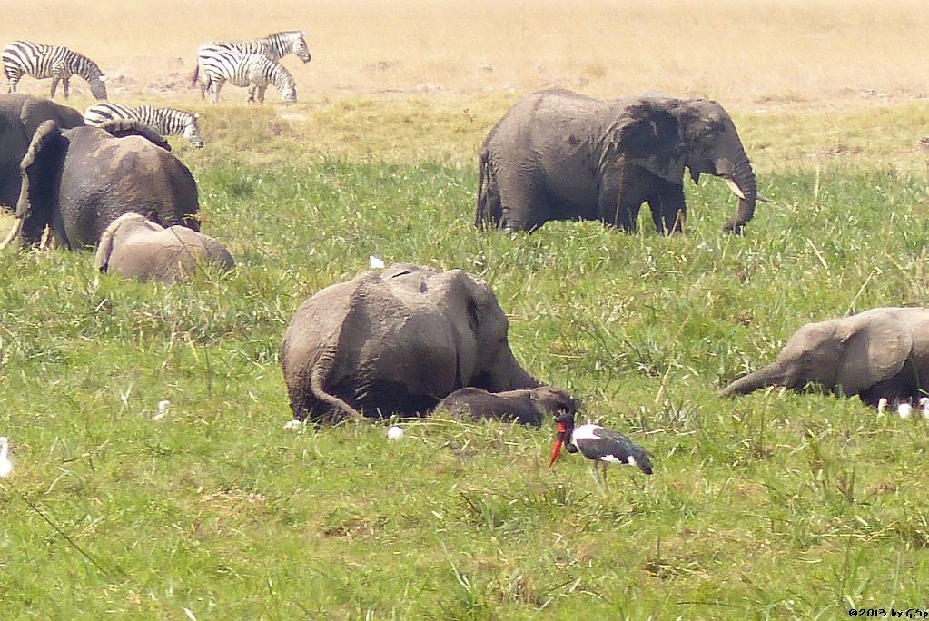 Elefant, Sattelstorch, Kuhreiher, Böhm-Steppenzebra