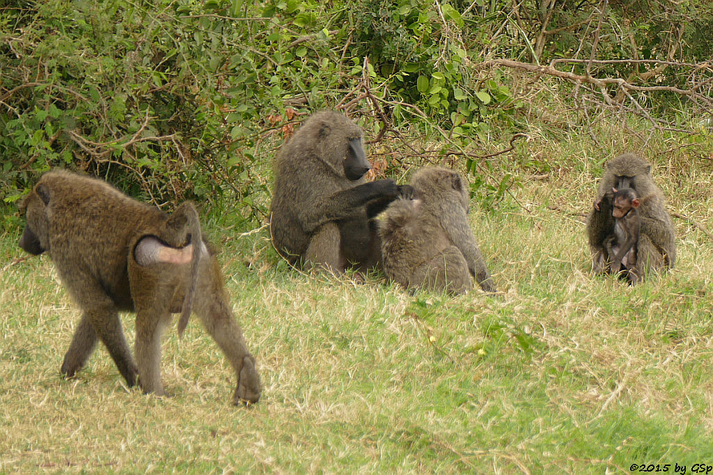 Anubis- (Grüner) Pavian (Anubis Baboon/Olive Baboon)