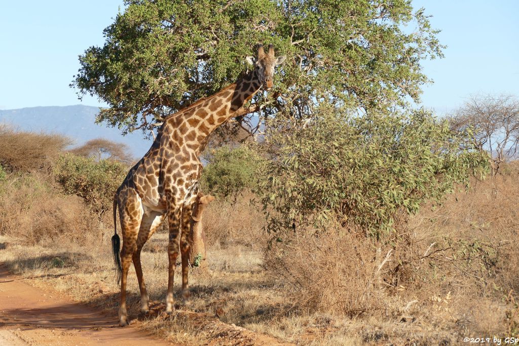 Massai-Giraffe