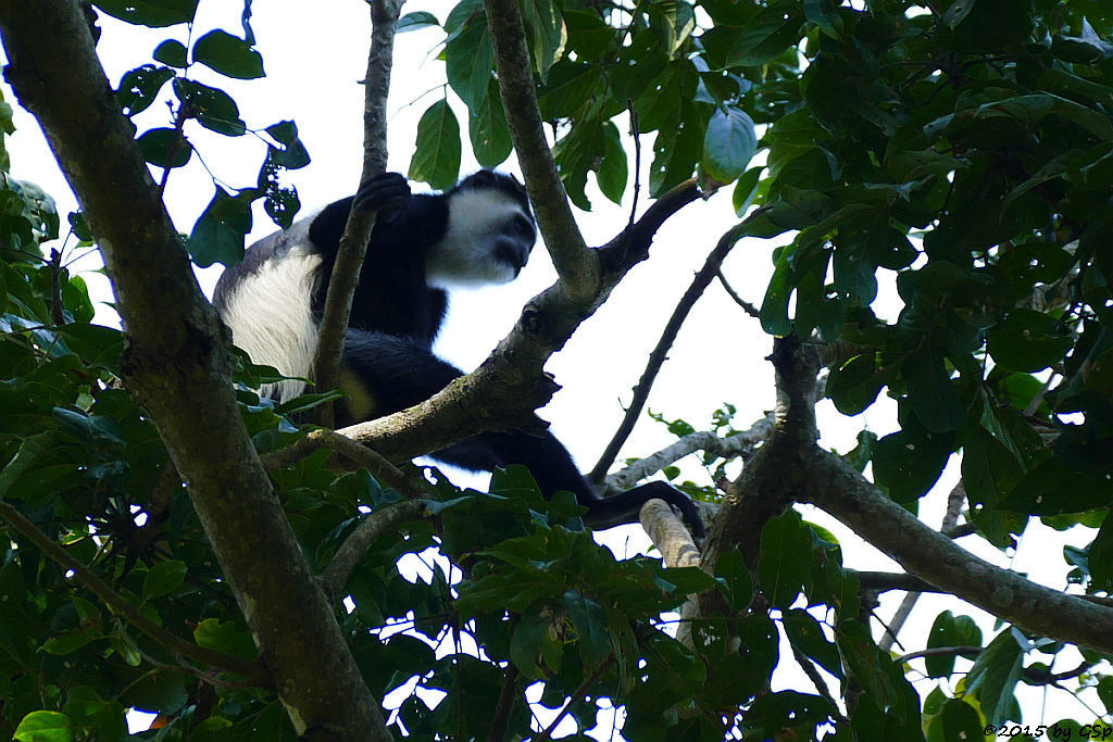  Mantelaffe, Guereza (Black-and-white Colobus)