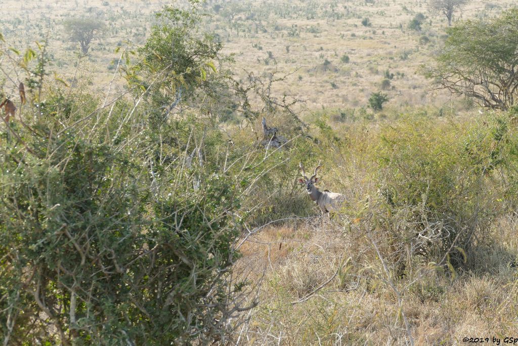 Südlicher Kleiner Kudu (Südlicher Kleinkudu)