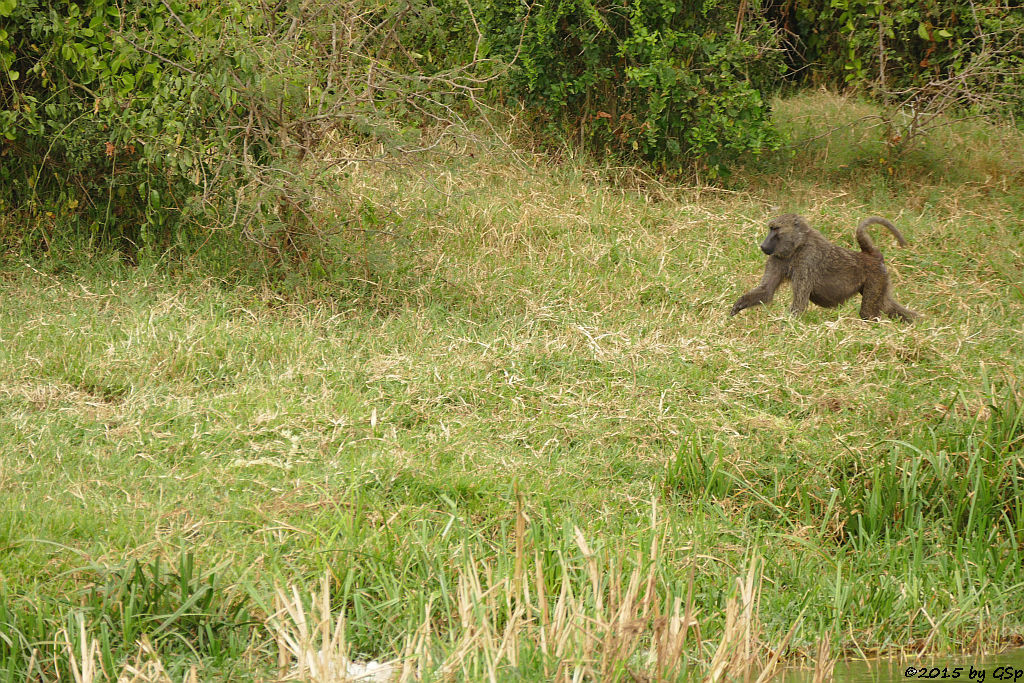 Anubis- (Grüner) Pavian (Anubis Baboon/Olive Baboon)