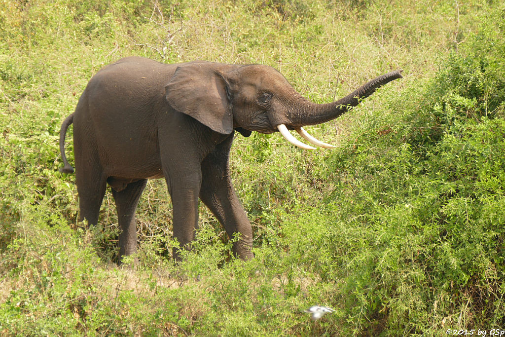 Afrikanischer Elefant (African Elephant)