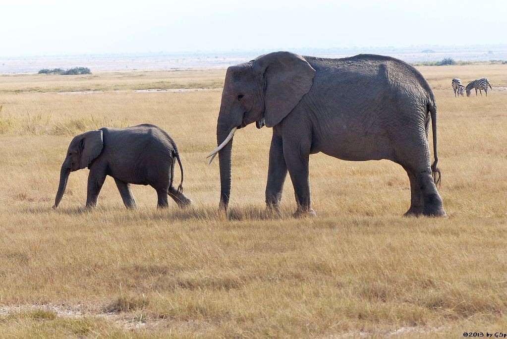 Elefant, Böhm-Steppenzebra