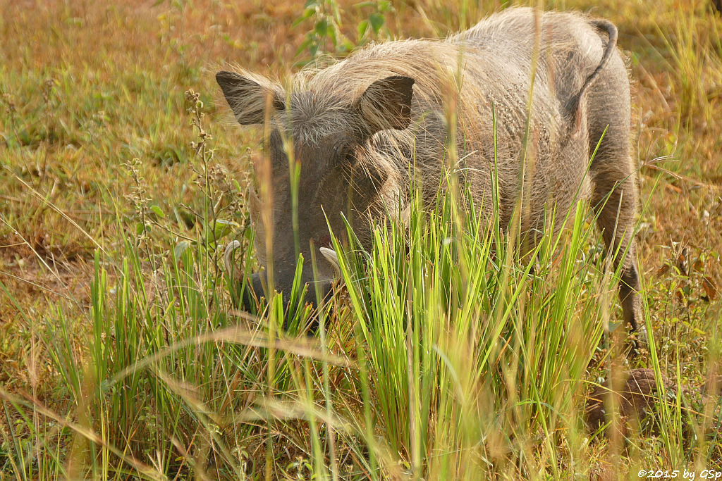 Warzenschwein (Warthog)