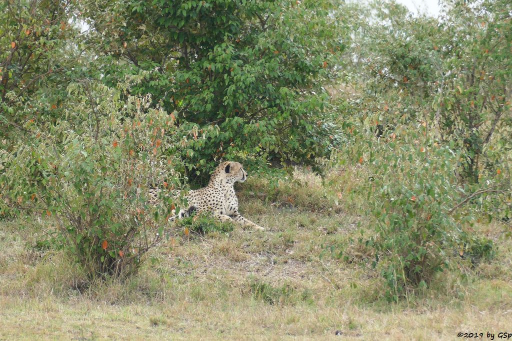 Ostafrikanischer Gepard