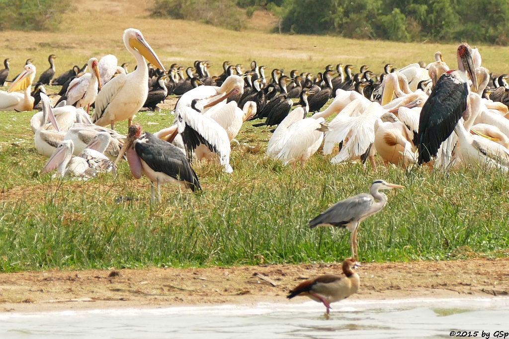 Nimmersatt, Rosapelikan, Marabu, Weißbrustkormoran, Nilgans, Graureiher (Yellow-billed Stork,Great white Pelican, Marabou Stork, Greater (white-breasted) Cormorant, Egyptian Goose, Grey Heron) 