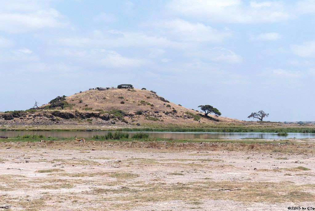 Observation Hill, Thomson-Gazelle