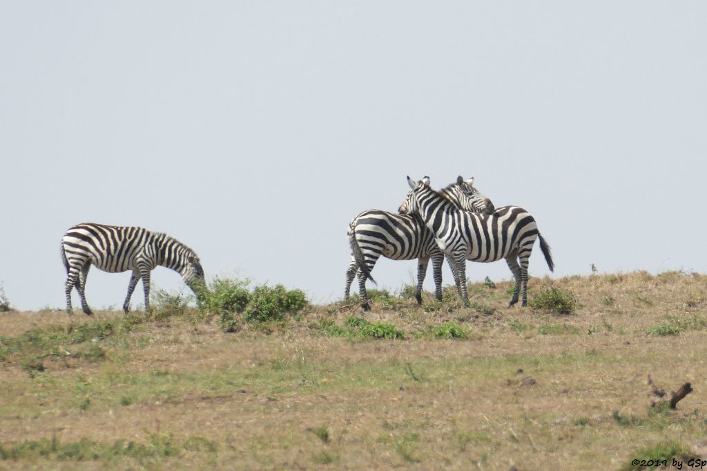 Böhm-Steppenzebra (Grant-Zebra)