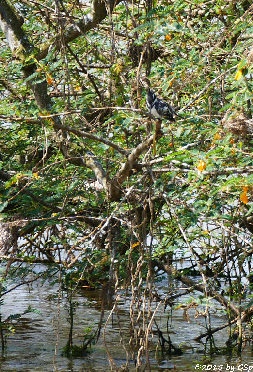  Graufischer (Pied Kingfisher)