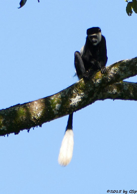  Mantelaffe, Guereza (Black-and-white Colobus)