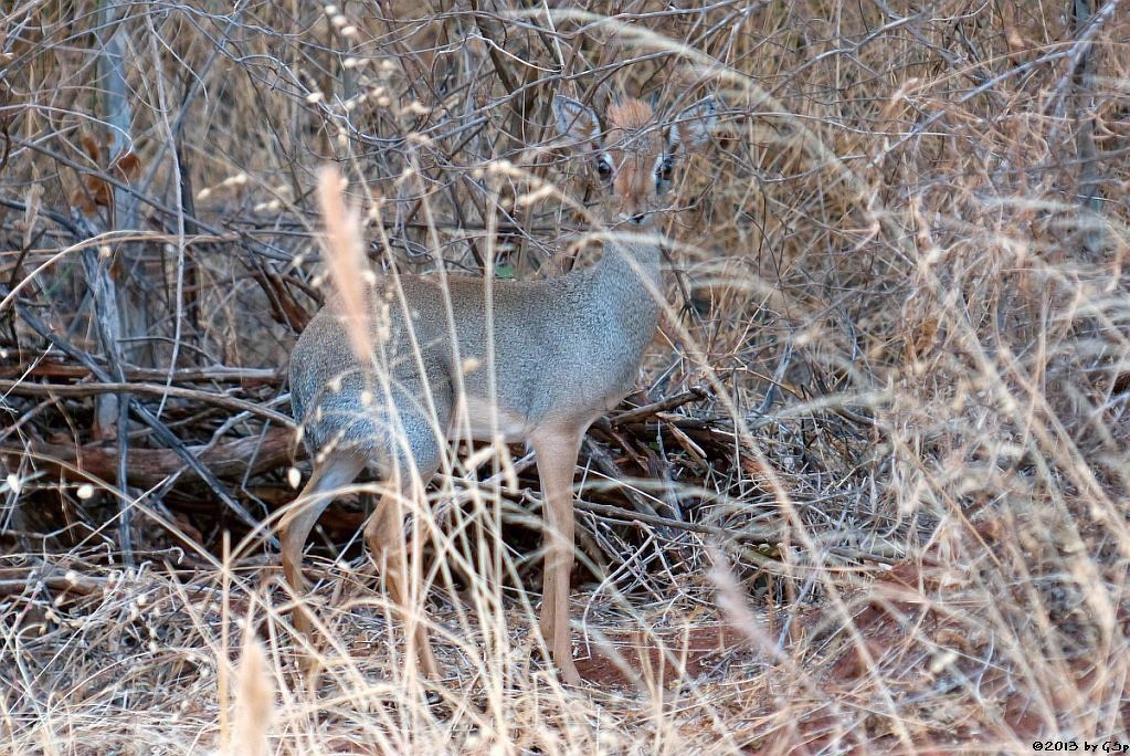 Kirk-Dikdik