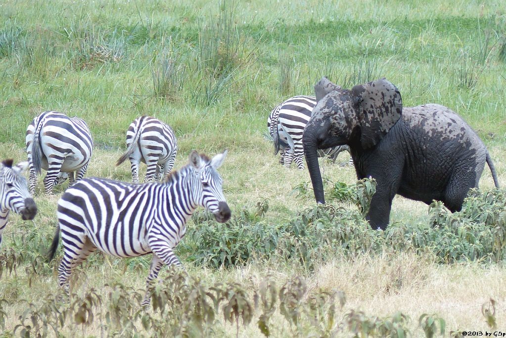 Böhm-Steppenzebra, Elefant