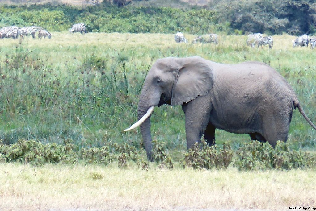 Elefant, Böhm-Steppenzebra