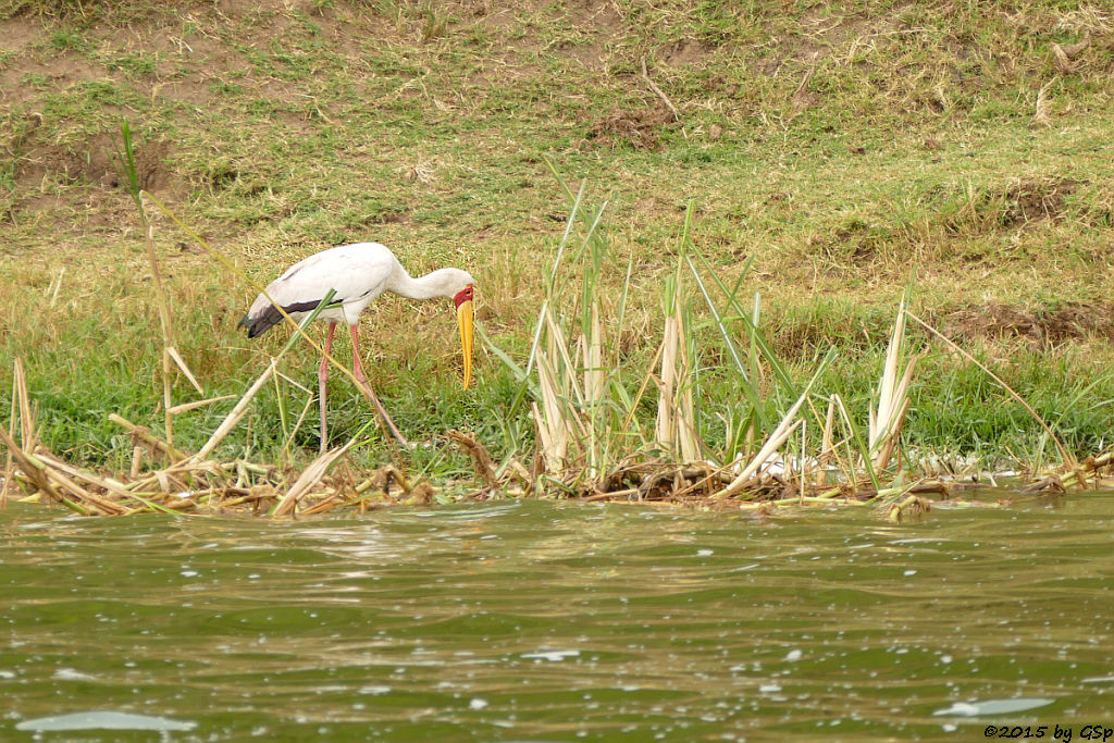 Nimmersatt, (Yellow-billed Stork)