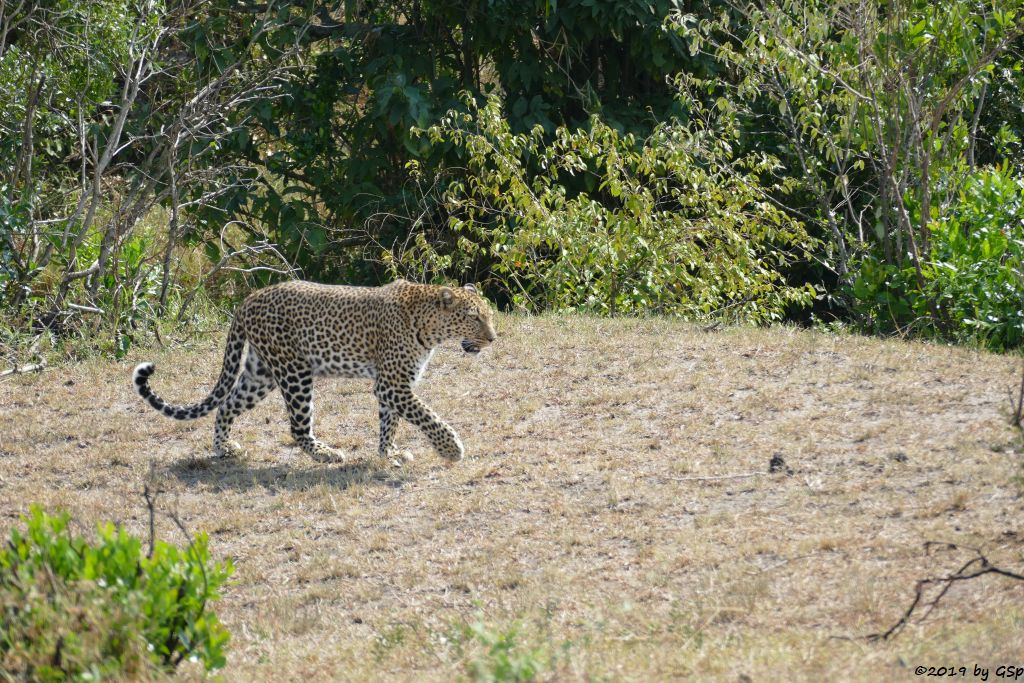 Ostafrikanischer Leopard