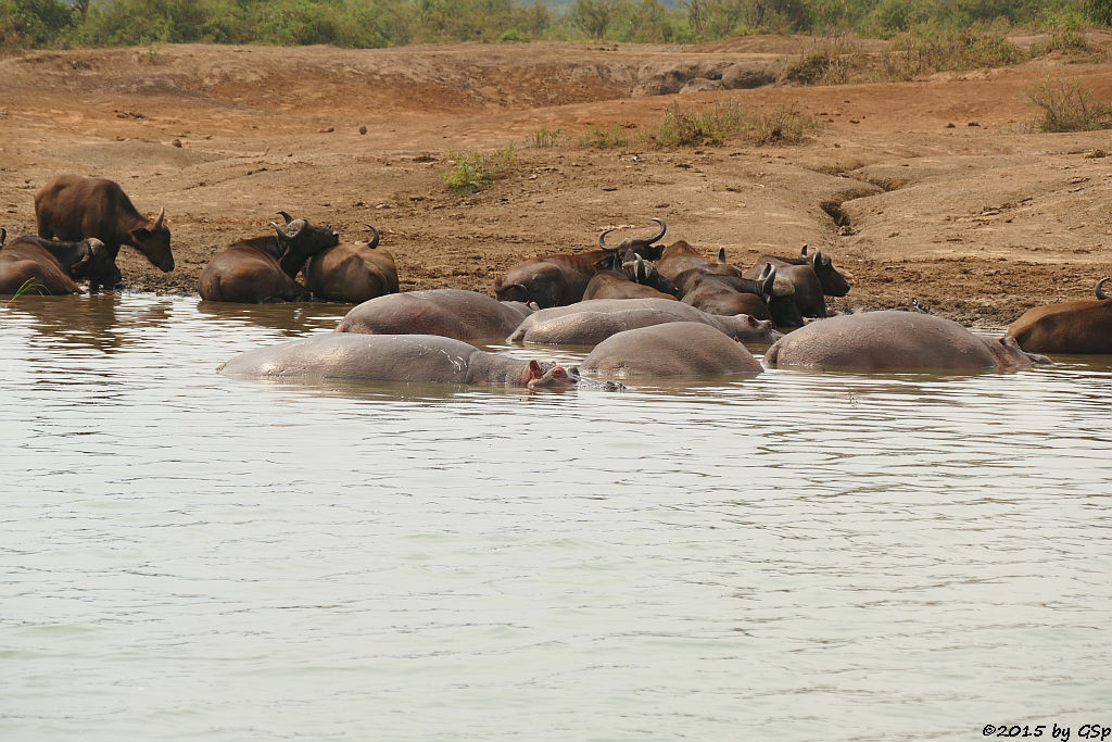 Flusspferd, Kaffernbüffel (Hippopotamus/Hippo, Buffalo)