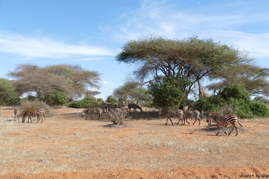 Böhm-Steppenzebra (Grant-Zebra), Massai-Giraffe