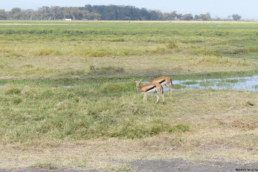 Thomsongazelle