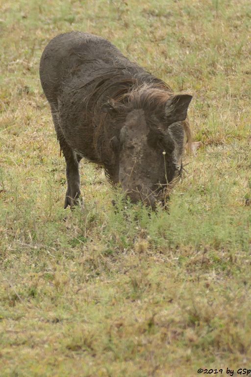 Gewöhnliches Warzenschwein