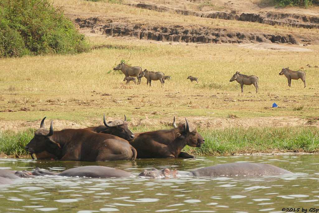 Flusspferd, Kaffernbüffel, Warzenschwein (Hippopotamus/Hippo, Buffalo, Warthog)