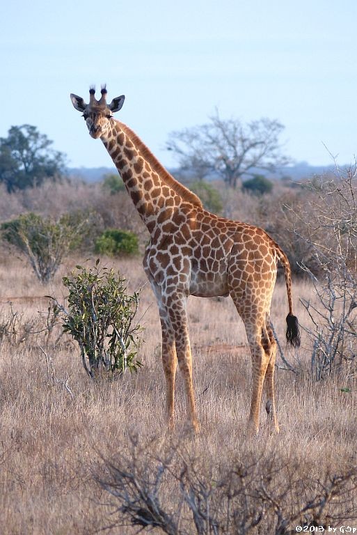 Massai-Giraffe