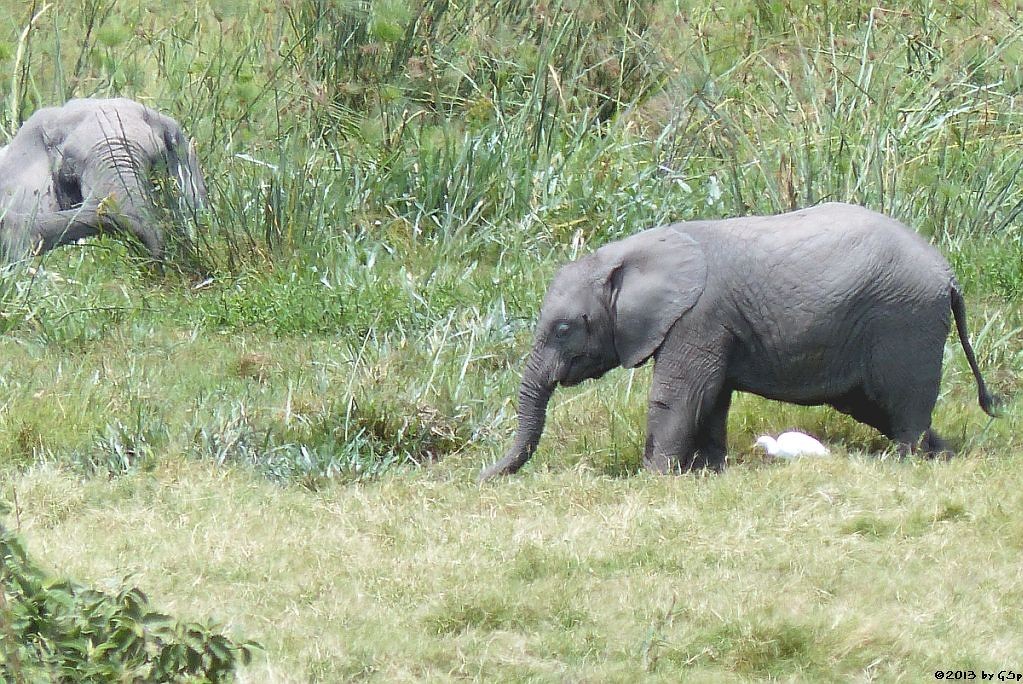 Elefant, Kuhreiher