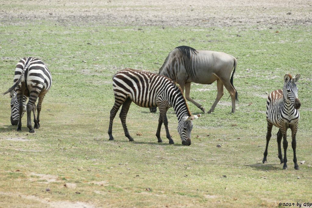 Böhm-Steppenzebra (Grant-Zebra), Östliches Weißbartgnu