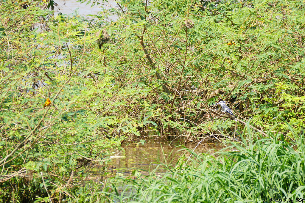  Graufischer (Pied Kingfisher)