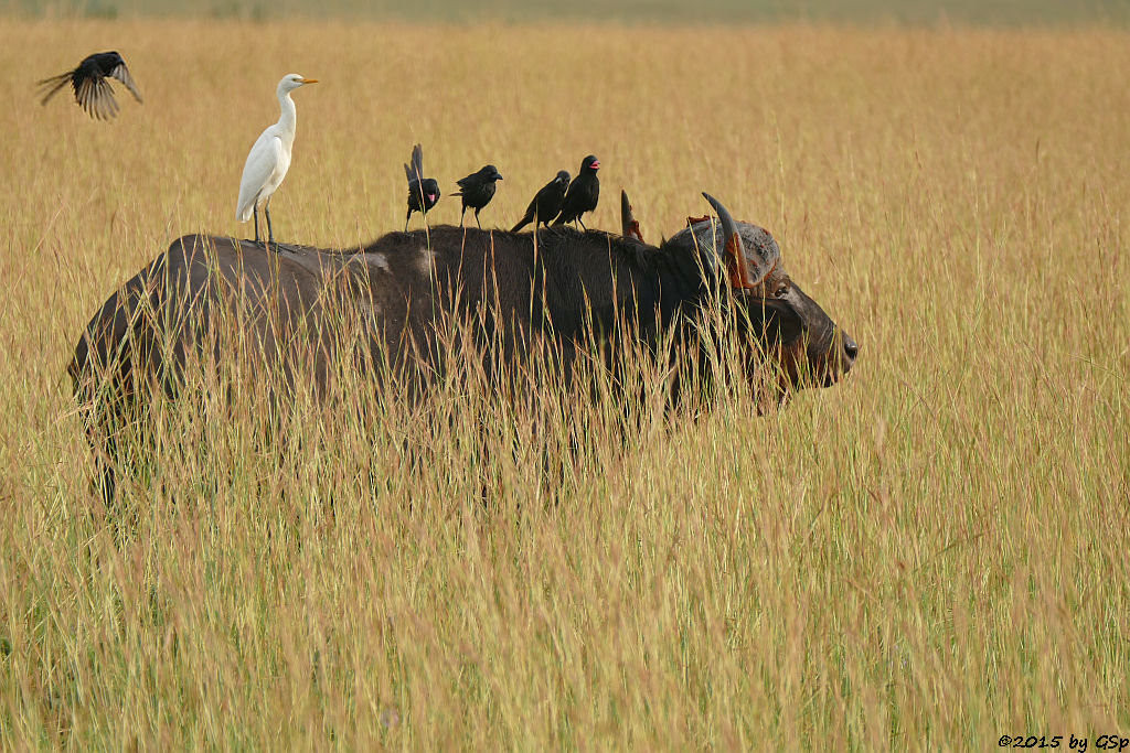 Kaffernbüffel, Kuhreiher, Spitzschwanzelster (Buffalo, Cattle Ibis)